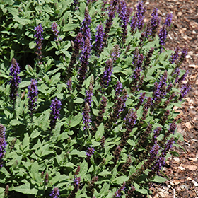 Plant Photo 2