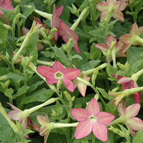 Plant Photo 3