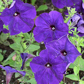 Plant Photo 5