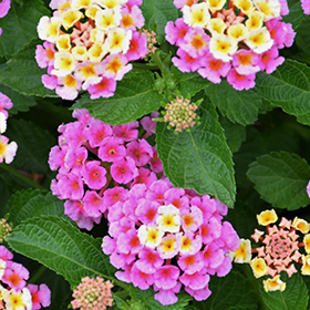 Plant Photo 8