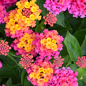 Plant Photo 10