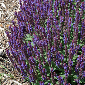 Plant Photo 6