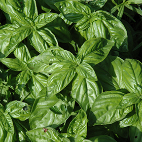 Plant Photo 5