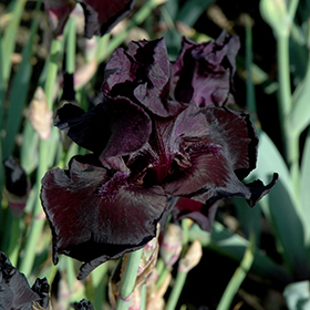 Plant Photo 8