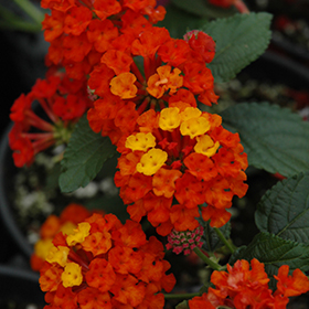 Plant Photo 9