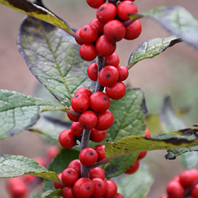 Winterberry (Ilex Verticillata) - Plant for Success