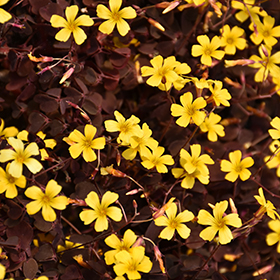 Plant Photo 10