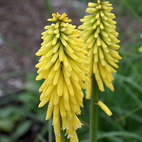 Plant Photo 2