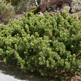 Plant Photo 5
