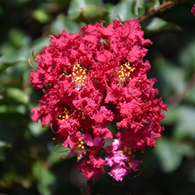 Plant Photo 7