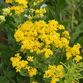 Plant Photo 1
