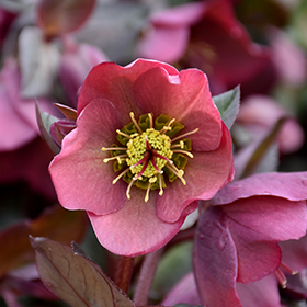 Plant Photo 7