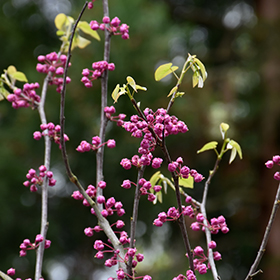 Pink Pom Poms Redbud - Cercis