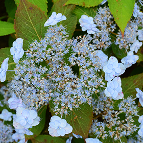 Plant Photo 5