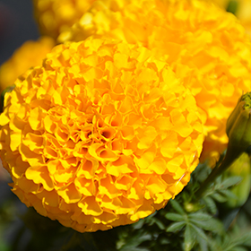 Plant Photo 6