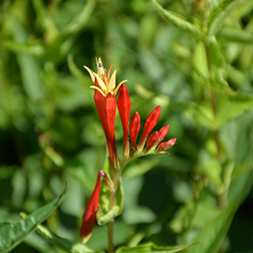 Plant Photo 4