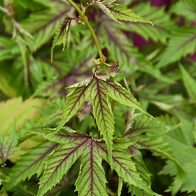 Plant Photo 9