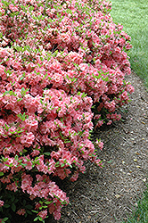 pink azalea blaauw rhododendron plants plant bloom nurseries specimen trees