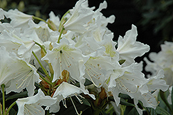 cunningham rhododendron