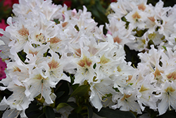 Rhododendron 2024 cunningham white