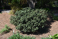 Chestnut Hill Cherry Laurel, Sooner Plant Farm